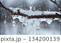 Water drips down from a bare tree branch in the winter. The cold air causes the drops to form ice shapes as they fall. This moment shows nature interacting with low temperatures. 134200139