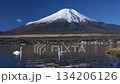 Swans swimming in Lake Yamanaka with Mount Fuji in the background, slow motion 134206126