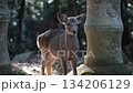 Young sika deer scratching and looking around in Nara Park 134206129