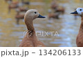 Ruddy Shelduck turning head slightly in pond 134206133
