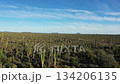 Vast mexican desert landscape with cardon cacti and blue sky 134206135