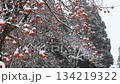 A persimmon tree with fruit piled up in snow 134219322