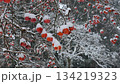 Persimmons covered in snow 134219323