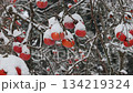 Persimmons covered in snow 134219324