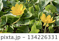 Yellow ranunculus flowers 134226331