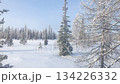 Winter forest landscape 134226332