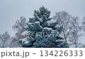 Christmas tree in snowfall 134226333