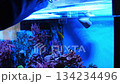 Discovering life inside a vibrant aquarium habitat 134234496