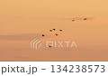 黎明時分的一群鳥 134238573
