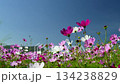Cosmos flowers in full bloom swaying in the wind against the blue sky.  134238829