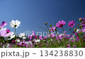 Cosmos flowers in full bloom swaying in the wind against the blue sky.  134238830