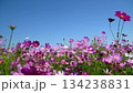 Cosmos flowers in full bloom swaying in the wind against the blue sky.  134238831