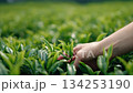 a close-up shot of the hand touching green tea leaves in an endless field 134253190