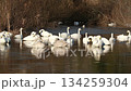 Swans relaxing on the lake 134259304