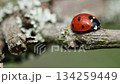 A detailed, high-resolution video clip capturing a healthy ladybug clinging to a swaying, dry tree branch. 134259449