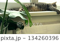 A warm gray cat stretches on a bright white windowsill above the heater, enjoying gentle heat in a quiet and comfortable home setting. 134260396