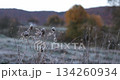 Frost covers plants in winter landscape early morning in nature of Ukrainian Carpathians Mountains. Frost highlighting the intricate details of wild grass and surrounding environment. 134260934