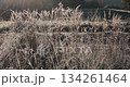 Frost covered grass fills winter landscape during early morning light in of Ukrainian Carpathians Mountains. Wild grass spikelets in the light of winter low sun. 134261464