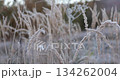 Frosted grass illustrates winter landscape in morning light. The natural environment showcases frost on plants, capturing essence of cold season in a rural area of Ukrainian Carpathians Mountains 134262004