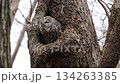 洞から出てきたエゾフクロウ 134263385