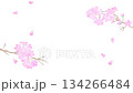 Spring Cherry Blossom Background Watercolor-Style Petals Dancing Loop Animation 4K 134266484