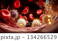 Exploring the activity of immune cells and viruses in the human bloodstream during an infection process 134266529