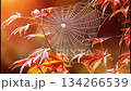 Web shines on autumn leaves as morning light hits in a natural setting 134266539
