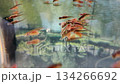 Salmon juveniles in an aquarium 134266692