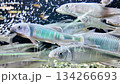 A school of river fish in an aquarium 134266693