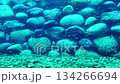 Salmon juveniles in an aquarium 134266694