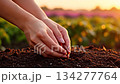 Hands planting seeds in the sunset, hope for the future 134277764