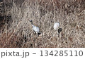 丹頂鶴母子 134285110
