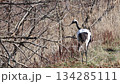 丹頂鶴母子 134285111