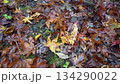 滋賀県　鶏足寺の紅葉の風景 134290022
