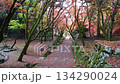 滋賀県　鶏足寺の紅葉の風景 134290024