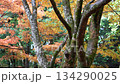 滋賀県　鶏足寺の紅葉の風景 134290025