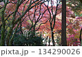 滋賀県　鶏足寺の紅葉の風景 134290026