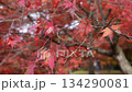 滋賀県　鶏足寺の紅葉の風景 134290081
