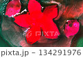 Image of red cherry blossoms 134291976