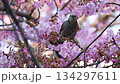 Brown-eared bulbul pecking nectar from Kawazu cherry blossoms in slow motion 134297611