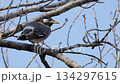 A starling perches on a tree branch, defecates, and then takes off. 134297615