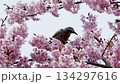 Brown-eared bulbul pecking nectar from Kawazu cherry blossoms in slow motion 134297616