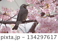 A brown-eared bulbul perches on a branch of a Kawazu cherry tree, looks around, and then flies off. 134297617