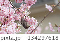Brown-eared bulbul pecking nectar from Kawazu cherry blossoms in slow motion 134297618
