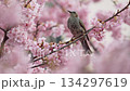 Brown-eared bulbul pecking nectar from Kawazu cherry blossoms in slow motion 134297619