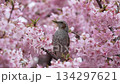 Bulbul drinking nectar from Kawazu cherry blossoms 134297621