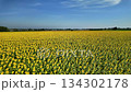 Sunflower in bloom swaying in the warm summer wind against the blue summer sky, at Lop Buri THAILAND. Ideal for nature, travel, and seasonal projects 134302178