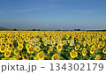Sunflower in bloom swaying in the warm summer wind against the blue summer sky, at Lop Buri THAILAND. Ideal for nature, travel, and seasonal projects 134302179