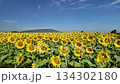 Sunflower in bloom swaying in the warm summer wind against the blue summer sky, at Lop Buri THAILAND. Ideal for nature, travel, and seasonal projects 134302180