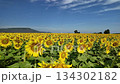 Sunflower in bloom swaying in the warm summer wind against the blue summer sky, at Lop Buri THAILAND. Ideal for nature, travel, and seasonal projects 134302182